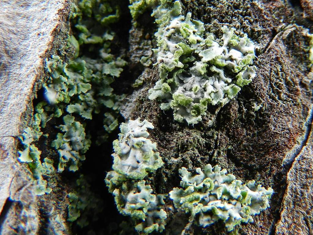 Parmelia sp. ?